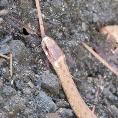 Storeria occipitomaculata obscura
