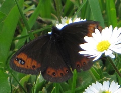 Erebia triarius