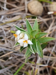 Pimelea pseudolyallii