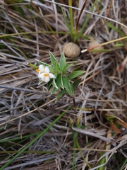 Pimelea pseudolyallii