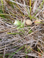 Pimelea pseudolyallii