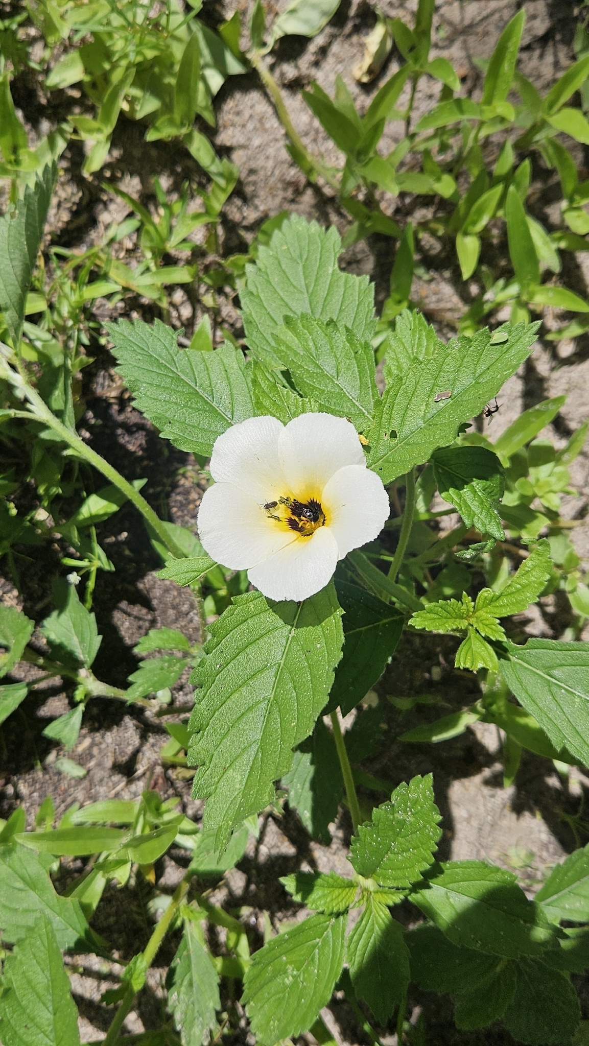 Turnera subulata