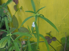 Leucas lavandulifolia