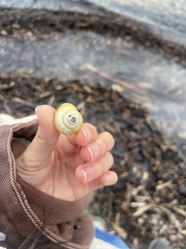 Cepaea hortensis
