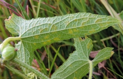 Cucumis maderaspatanus image