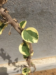 Bougainvillea spectabilis
