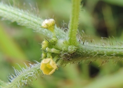 Cucumis maderaspatanus image