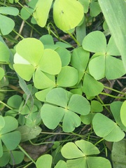 Marsilea minuta