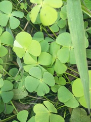 Marsilea minuta