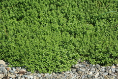 Honckenya peploides major