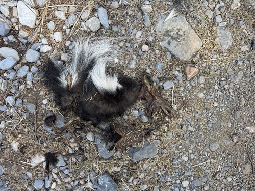 Zorrillo listado sureño observed by davidmercado