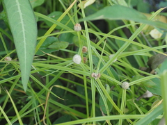Cyperus mindorensis