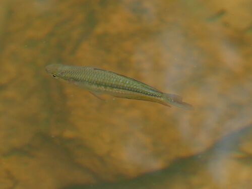 Eastern Rainbowfish
