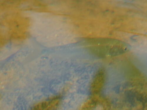 Bony Bream