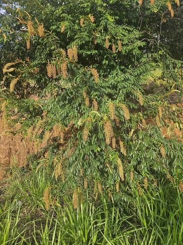 Mabea fistulifera