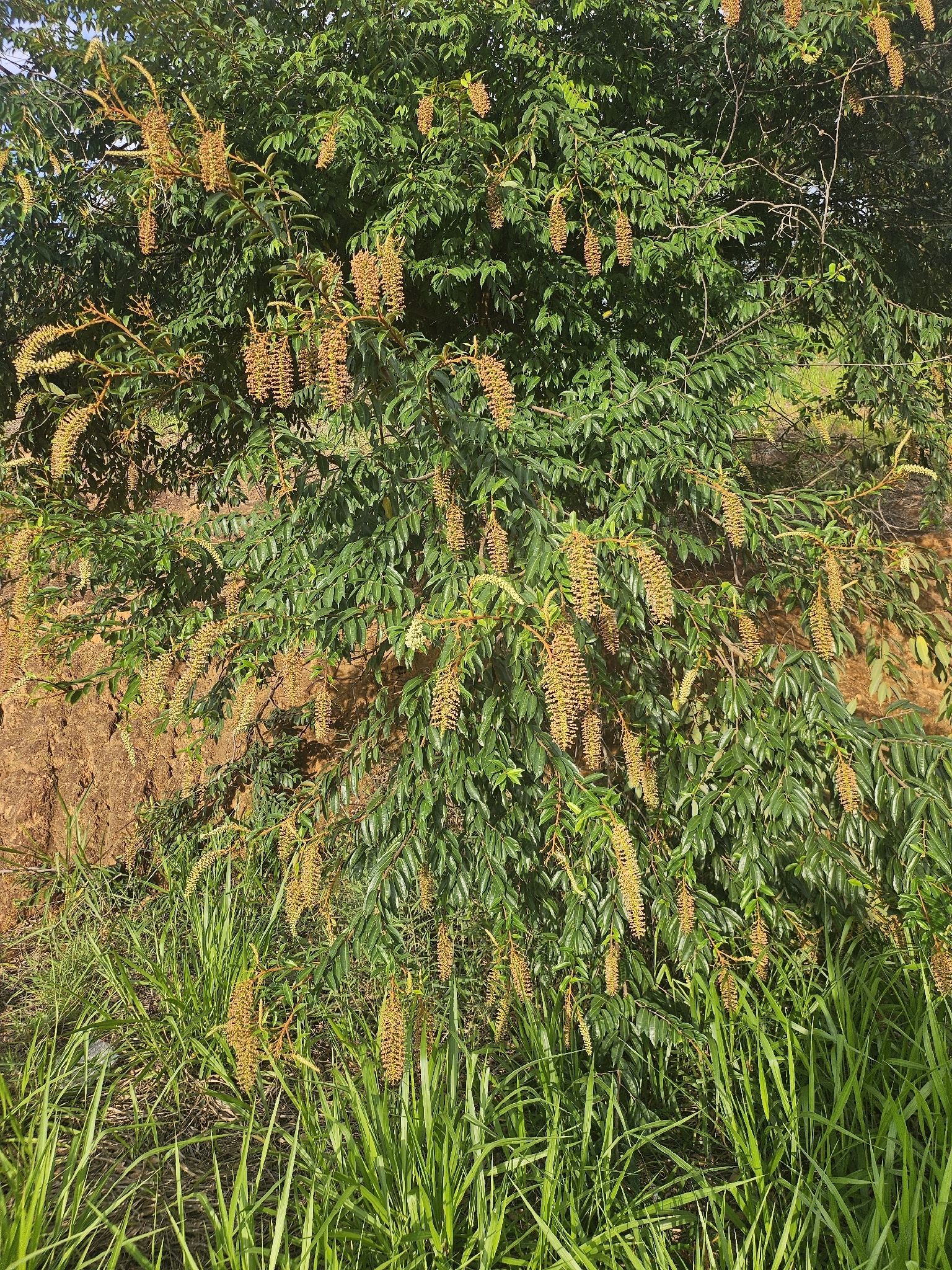 Mabea fistulifera