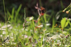 Spiranthes sinensis