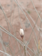 Hyalis argentea, photograph (c) Benjamin Bender, some rights reserved (CC BY)