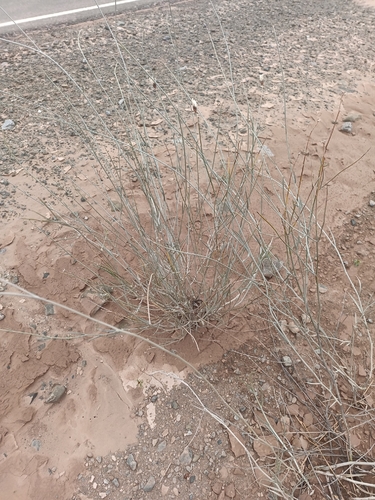 Hyalis argentea, photograph 4