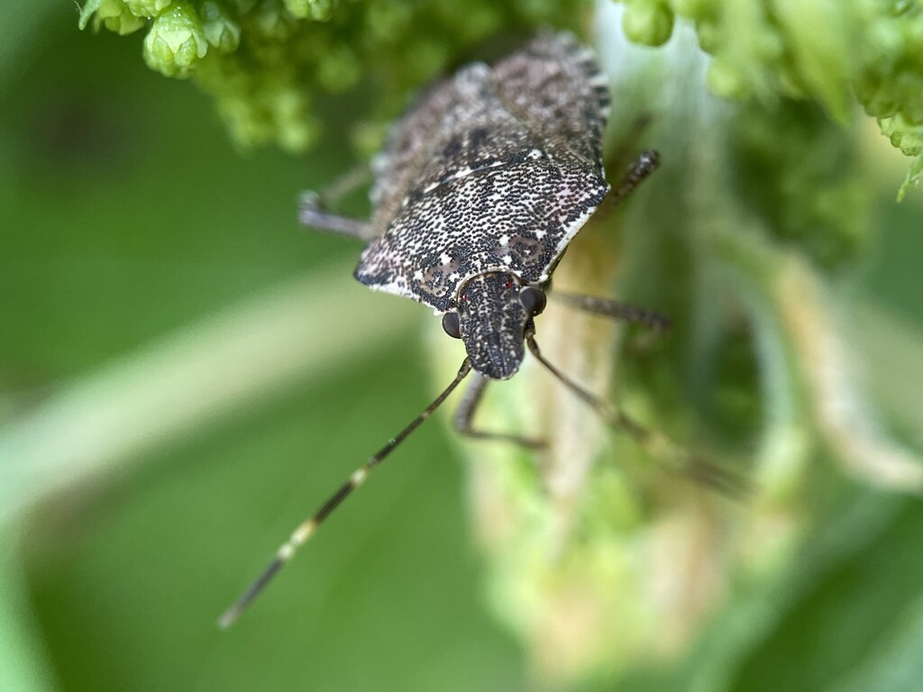 Brown Marmorated Stink Bug from North Decatur, GA, USA on April 12 ...
