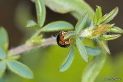 Parexochomus nigromaculatus