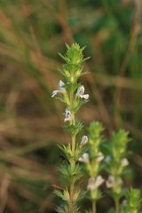 Euphrasia maximowiczii