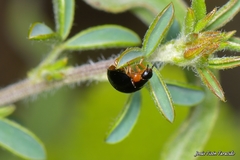 Parexochomus nigromaculatus