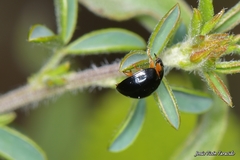 Parexochomus nigromaculatus
