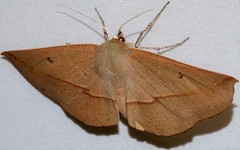 Phallaria ophiusaria