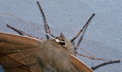 Phallaria ophiusaria