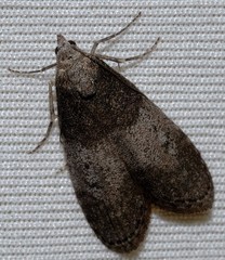 Aphomia baryptera