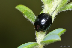 Parexochomus nigromaculatus