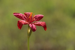 Iris domestica