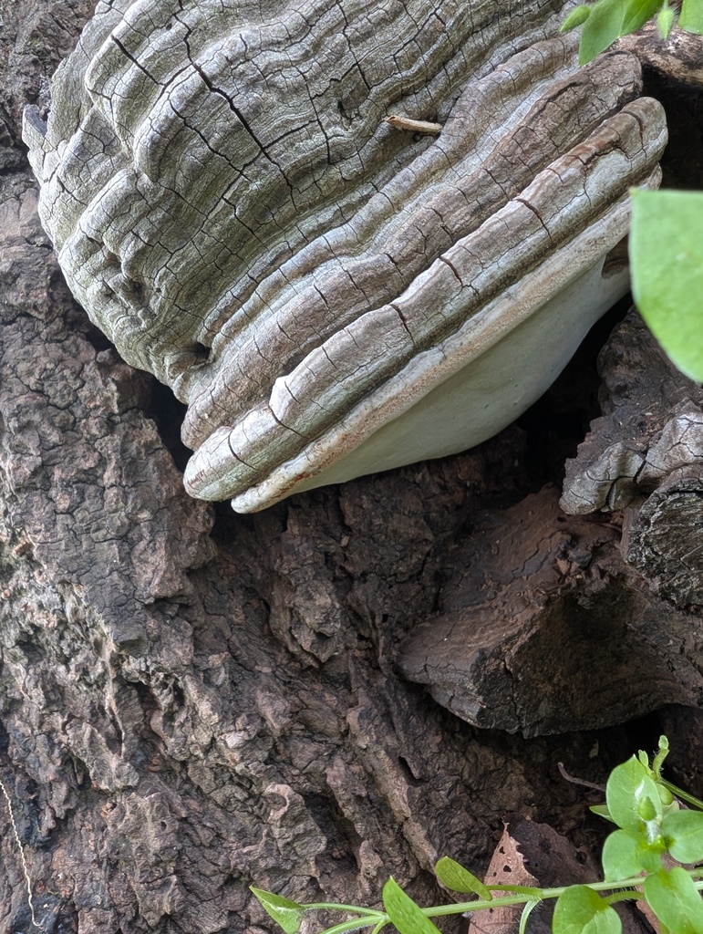 Ganoderma applanatum · April 2026 · photo: © atsushi_nakajima_cirque (iNaturalist, cc-by)