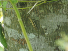 Stenocatantops cornelii