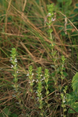 Euphrasia maximowiczii