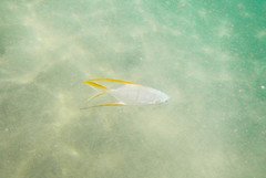 Trachinotus rhodopus