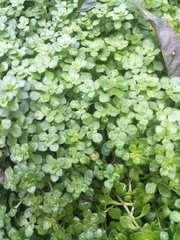 Pilea peploides major