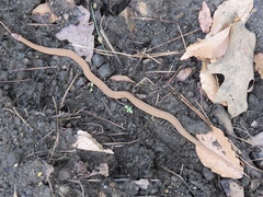 Storeria occipitomaculata obscura