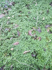 Pilea peploides major