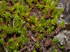 Anaphalioides subrigida