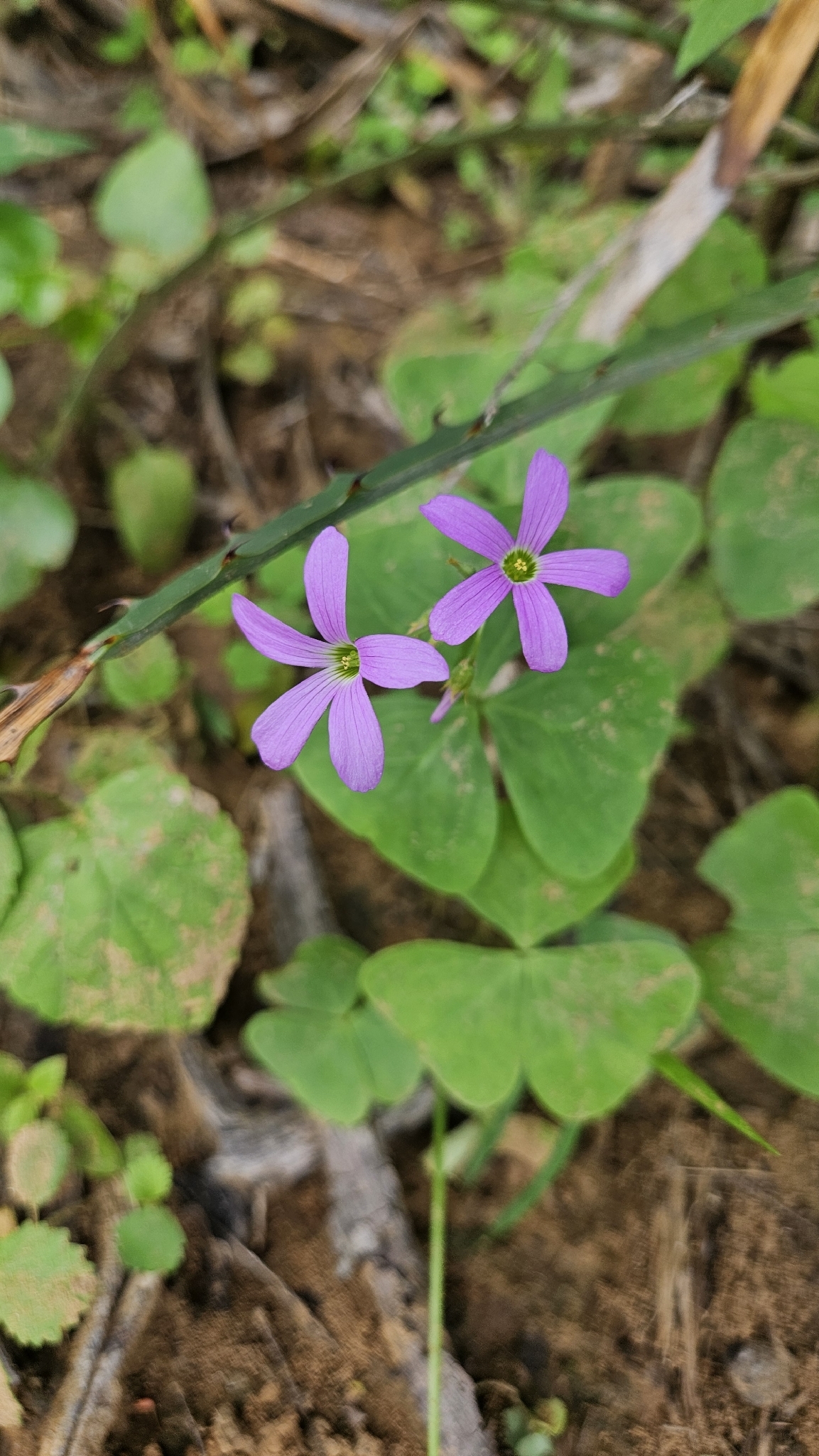 Oxalis triangularis