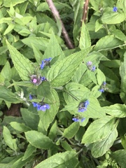 Pentaglottis sempervirens