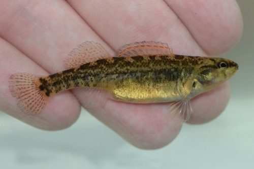 Mud darter (Etheostoma asprigene) — Percidae — 3
