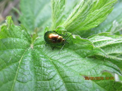 Chrysolina graminis