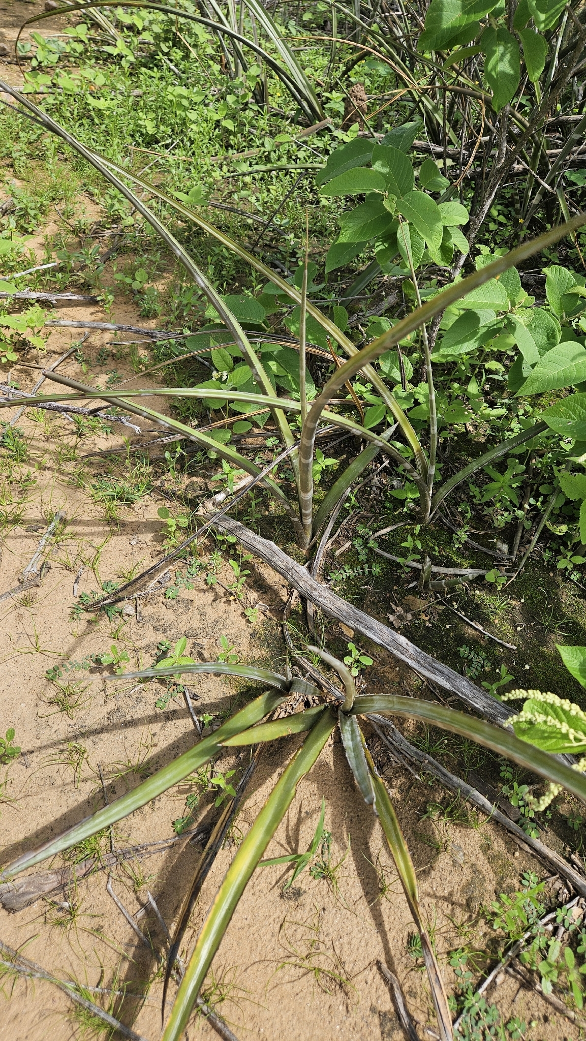 Neoglaziovia variegata