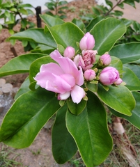 Pereskia grandifolia