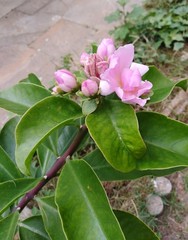 Pereskia grandifolia