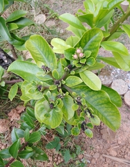 Pereskia grandifolia