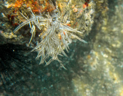 Macrorhynchia philippina